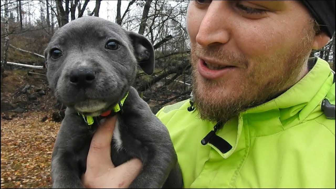 staffy 8 weeks old