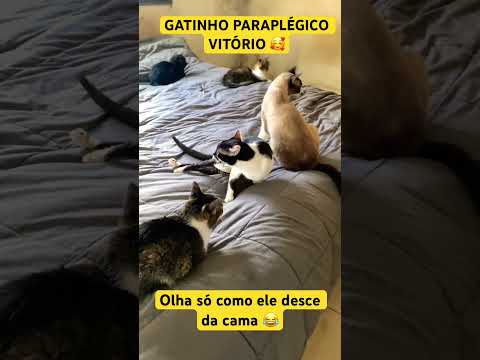 Gatinho paraplégico Vitório descendo da cama #shorts #cat #catvideos #gatos #catlovers
