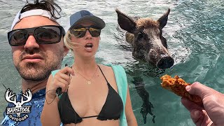 Swimming With Feral Hogs in The Bahamas