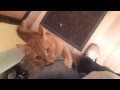 Ginger cat asks for a walk / Рыжий кот просится гулять