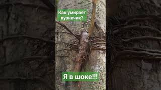 Я в шоке от того что увидел!!! #мир #жизнь #чудо #чудеса