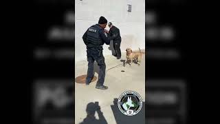 Reality Based K9 Training w/ICRWDA