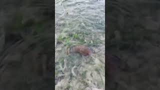 🐟 “How Fast Is This Cute Fish?! 😍💨”Hashtags:#CuteFish #FastFish #AquariumLife #AmazingFish #SeaLife