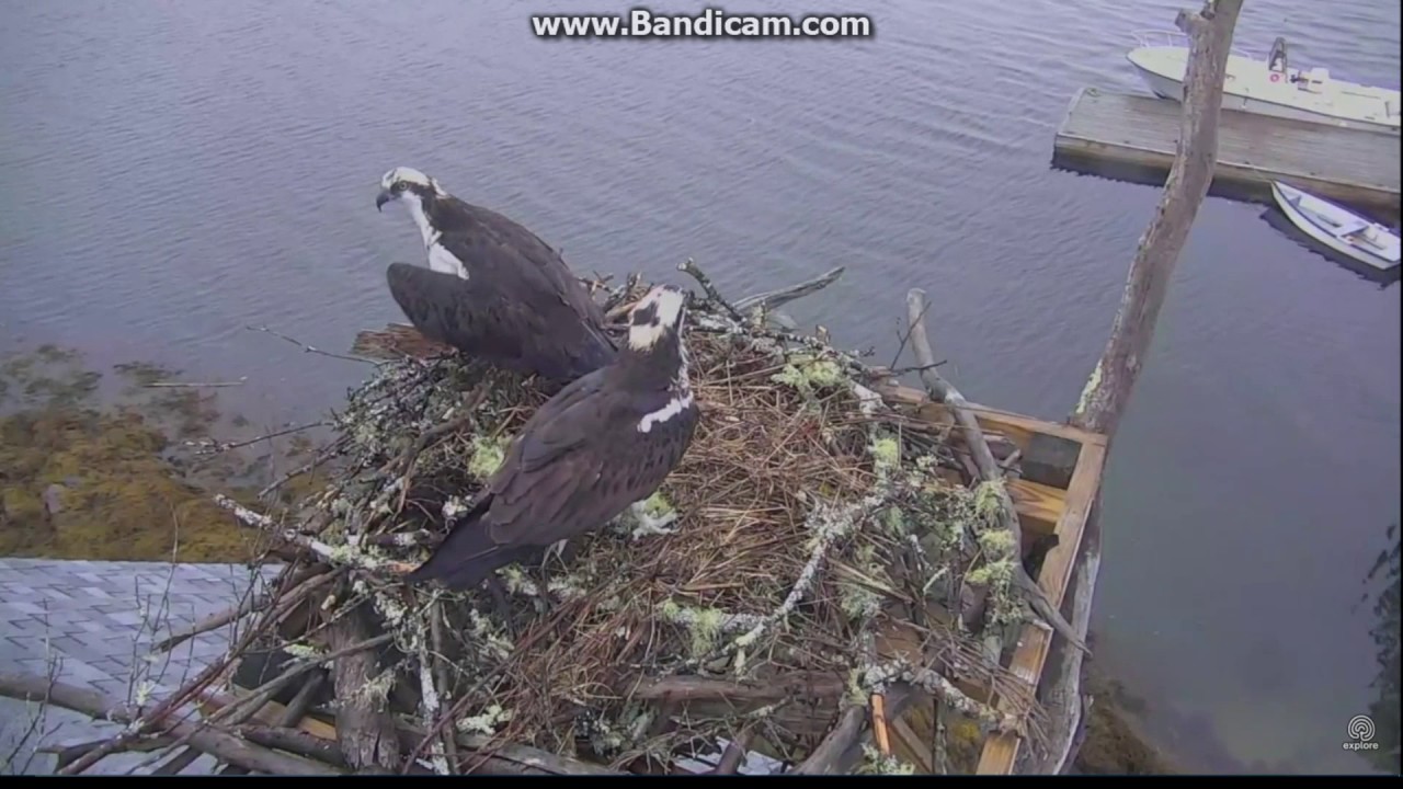 All Kinds of Shenanigans on the Boathouse Nest Hog Island 5.1.2017 ...