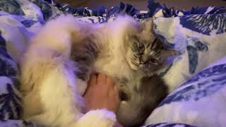 Hobbes LOVES his belly rubs by KittyKittyPurrPurr 218 views 1 month ago 3 minutes, 56 seconds