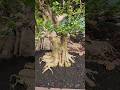 sancang siap dipinang #bonsai #bonsaisancang #programbonsai #bonsaitermahal