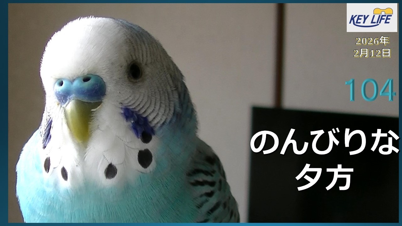 セキセイインコとの暮らし（104）のんびりな夕方