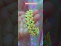 Maharashtrian Bangles 🤍 #jewellery #festive #traditional #love #viral #video