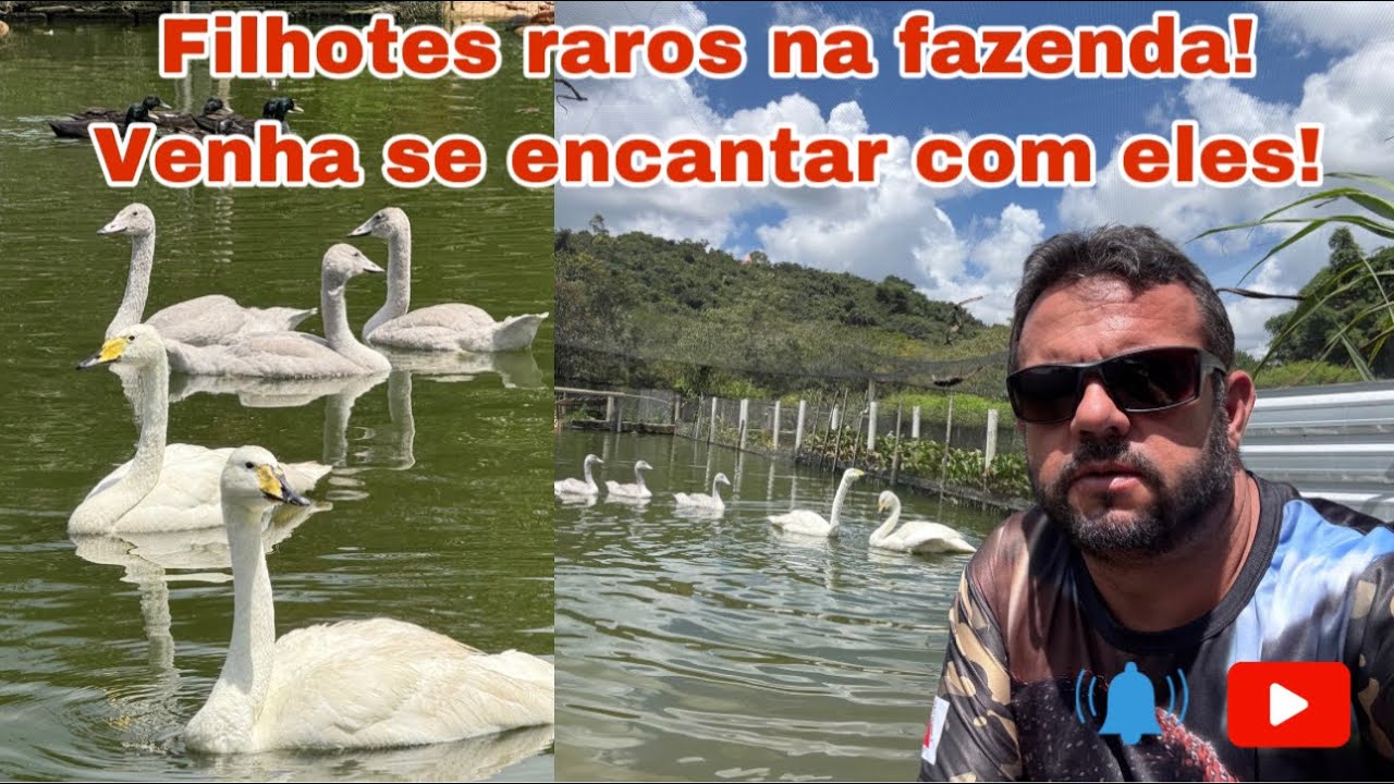 Filhotes de aves raras e mais, todas as melhorias que estão sendo feitas em todo o criatório.