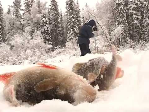 По клевым местам. Рыбалка на Северной Сосьве