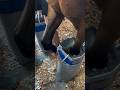 Hot Horse Legs Get Ice Instead of Rest 🤯