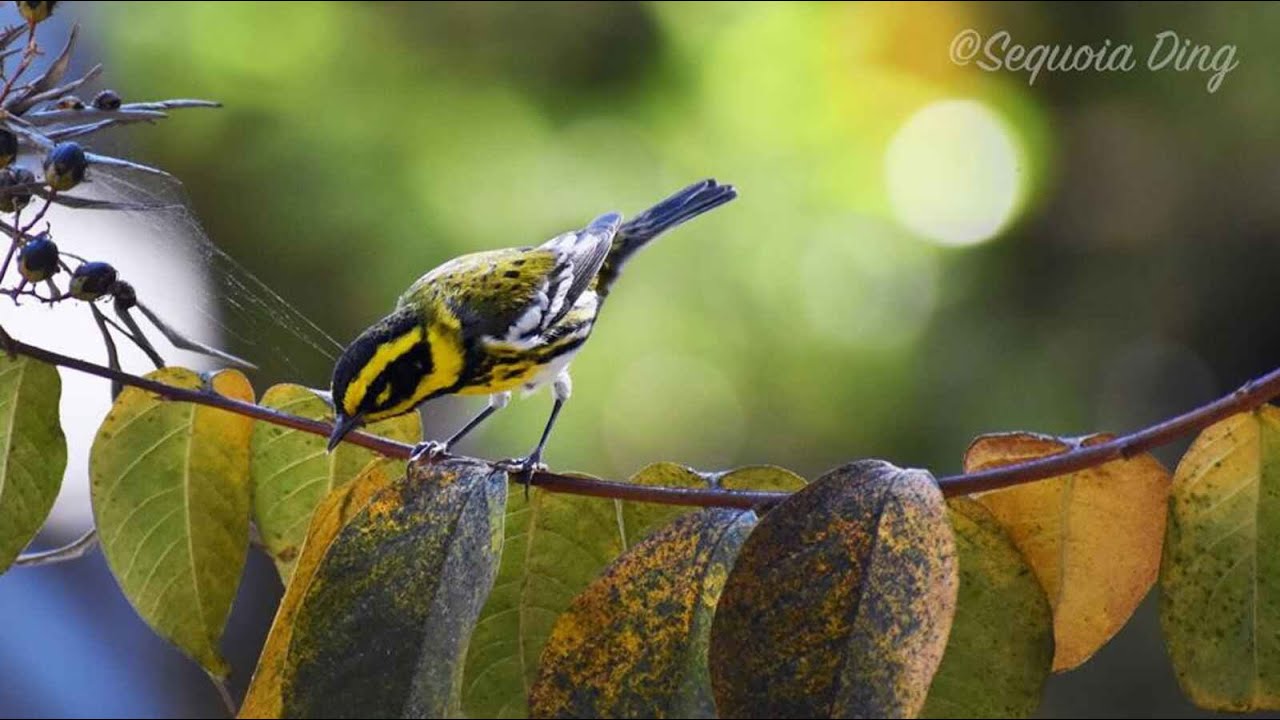 Learning Bird Songs | Birding Tools & Resources
