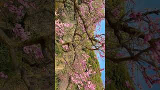 Japan sakura meguro river #4k #travel #sakura #japan #meguro #cherry #citytour