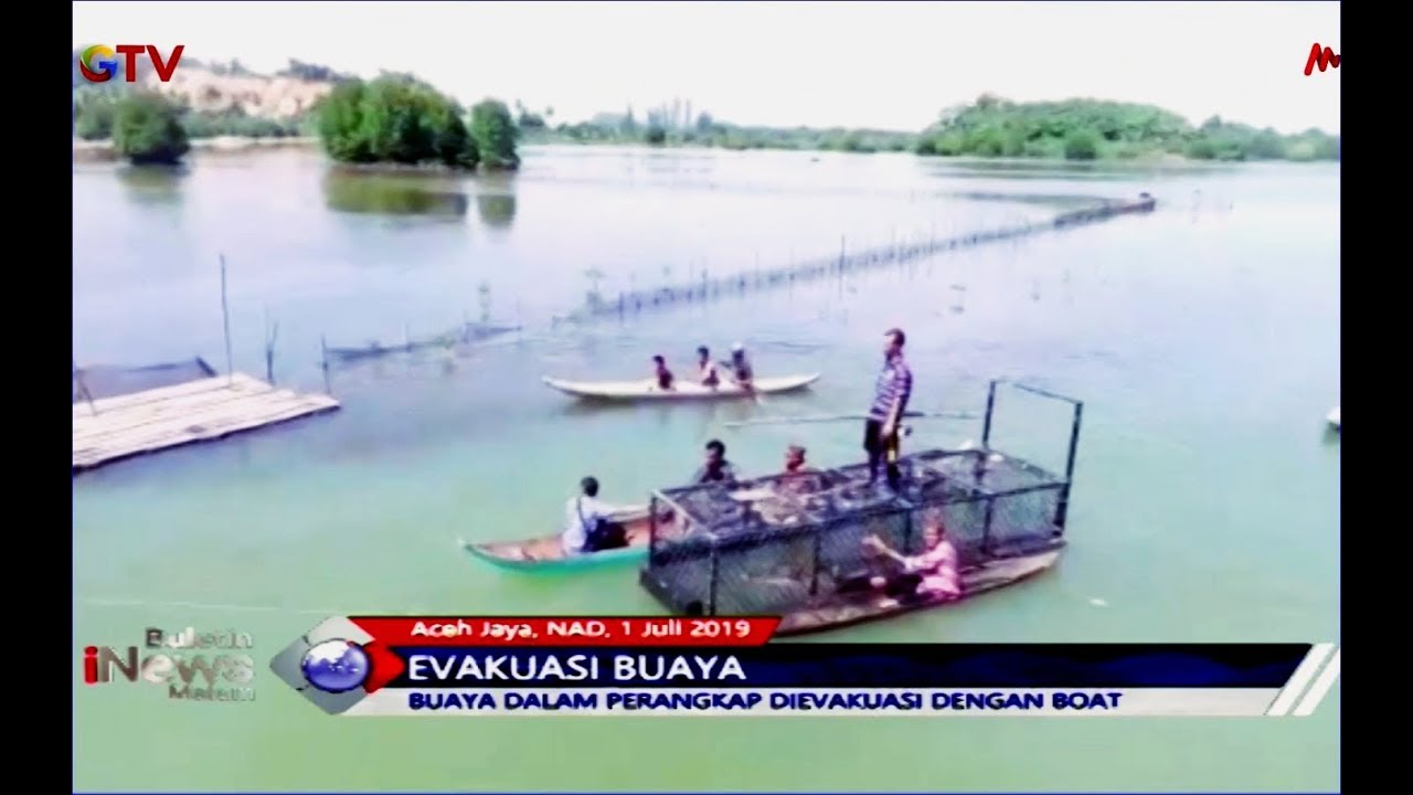 Buaya 4 Meter yang Serang Warga di Aceh Jaya Dievakuasi dengan Boat - BIM 01/07