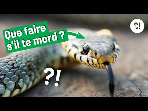 Vidéo: Une morsure de Copperhead peut-elle vous tuer ?