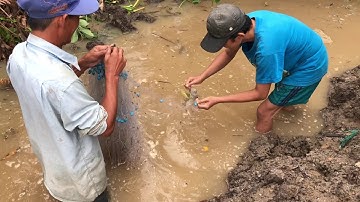 Trời Mưa To Đi Kích Cá Đồng Về Ăn, Đi Gặp Nhiều Người Đang Giăng Lưới cá Đông Vui Vô Cùng #51