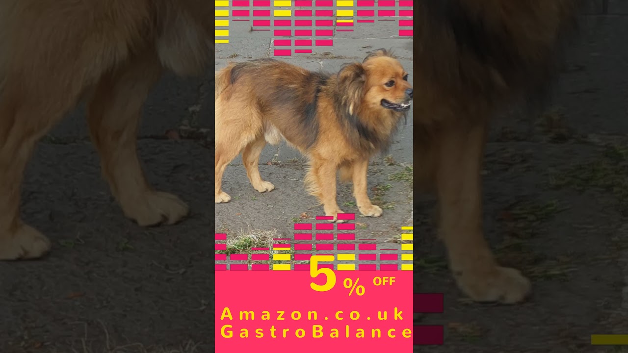 Hot summer deals 😉 on Amazon.co.uk/GastroBalance 🇬🇧👍🌿🐾🎁