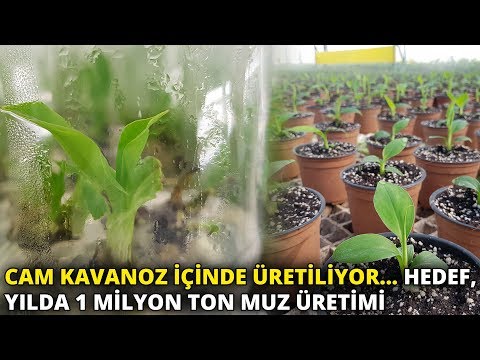 Cam kavanoz içinde üretiliyor... Hedef, yılda 1 milyon ton muz üretimi