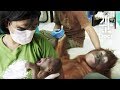 Teenage Orangutan Rejects Her New Born Baby | Orangutan Jungle School