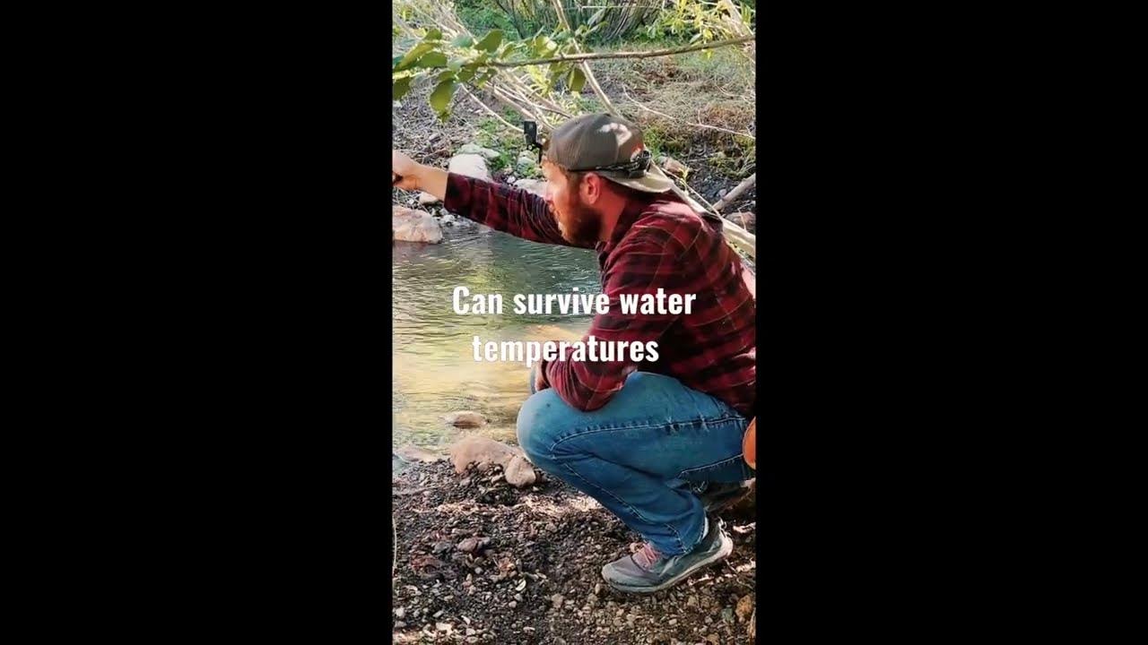 These Trout Survive 83 degrees F Water Temp YouTube