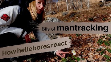 BITS OF MANTRACKING: HOW HELLEBORE REACTS TO HUMAN PASSAGE
