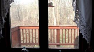 Cardinal attacks window
