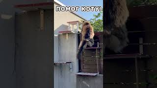 Помогаю пожилому коту, сделал лесенку. Кот испытывает! #shorts #2k  #аксельфранк #котвилли