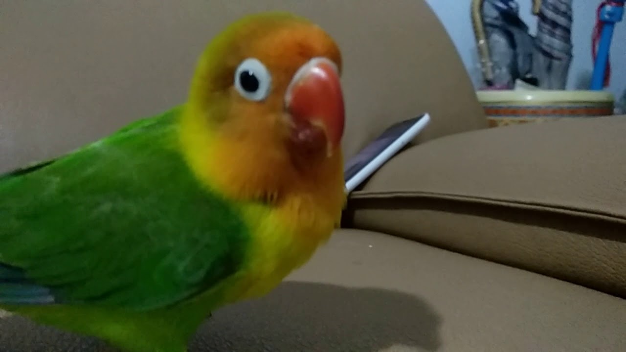 LOVE BIRD LUCU TERBANG BEBAS DIRUMAH YouTube