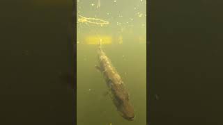 Big Freshwater Fish Known As Pike