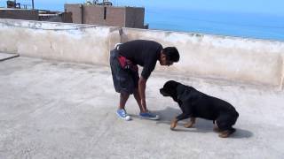 Adiestramiento canino :Roco (Rottweiler)