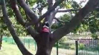 Ares - Tree Climbing - Pitbull - music Konkwista 88