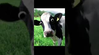 Altro edit sulle mucche🐄🐄🐮🐮🐮🐄