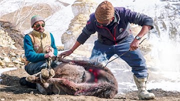 How Injured Animals are Treated in a Remote Himalayan Village