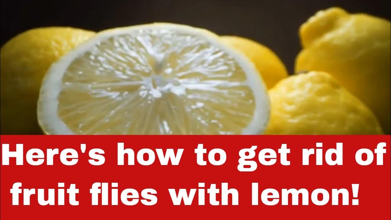 How to Get Rid of Fruit Flies with Lemon [Quick Guide] YouTube
