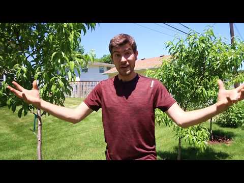 Video: What Causes Peach Gummosis: Controlling Fungal Gummosis Of Peach Trees