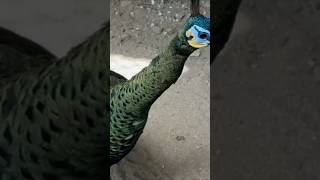 Download Lagu peacock in Panchi palace with music MP3 Download Lagu peacock in Panchi palace with music MP3