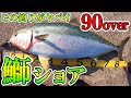 【和歌山某河口】こんな釣り方あり？ショアから９０オーバーのブリ！(検 ショアジギ、釣り