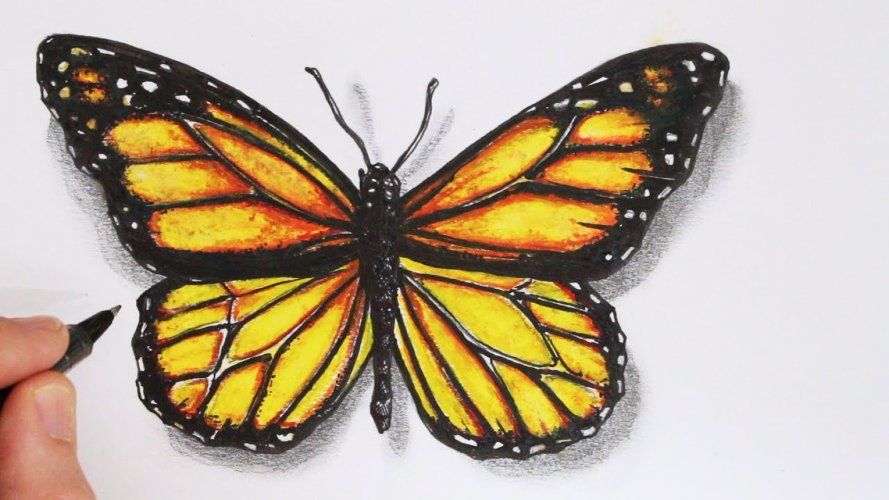 How to Draw a Realistic Butterfly: Time Lapse - YouTube