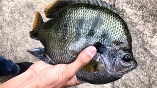 Famous I CAUGHT a TWO POUND PLUS BLUEGILL on 2 LB LINE! Net Worth