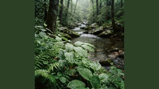 Steady Rainfall on Windowpanes for Restful Nights
