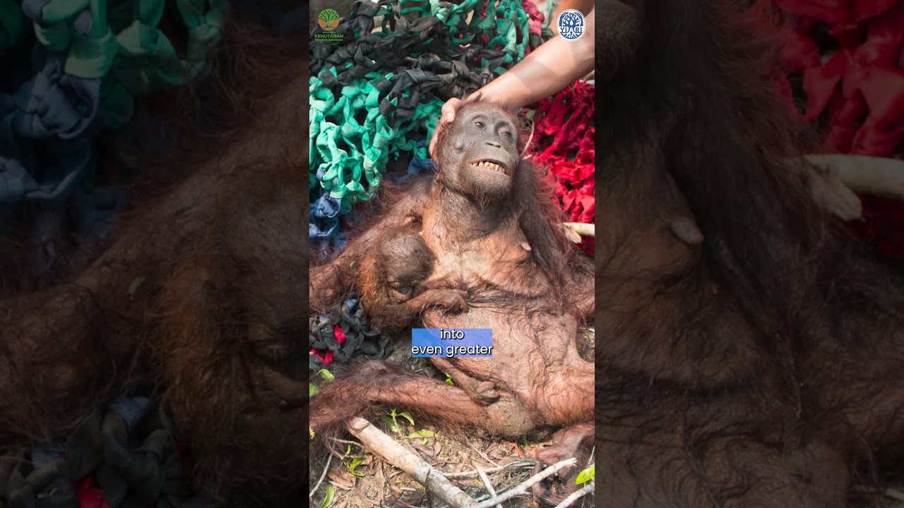 El Niño Fires Could Threaten Orangutans Again