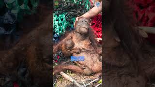El Niño Fires Could Threaten Orangutans Again