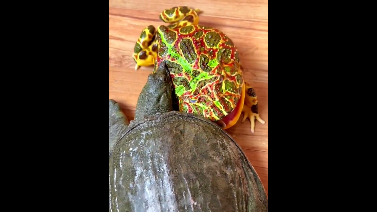 frog vs tortoise FIGHT 🤣🤣🤣🤣