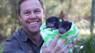 BABY TASMANIAN DEVIL CUTENESS!