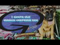 7mo German Shepherd (Ruby) | Rock Solid Obedience | Best Dog Trainers in Wilmington Delaware 7mo German Shepherd (Ruby) | Rock Solid Obedience | Best Dog Trainers in Wilmington Delaware