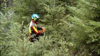 Jungbestandspflege, Waldpflege, Forstwirtschaft