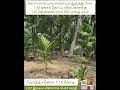 கோபி மாரப்பம்பாளையம் இருந்து 3 KM, 1.43 தோட்டம் விற்பனைக்கு.விலை 1.10 கோடி