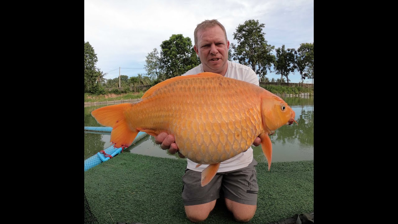 JM FISHING PARK Pattaya Thailand 2021. Siamese carp, Koi carp, red tail
