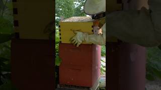 Finally Time To Add The Flow Frames To My New Russian Colony