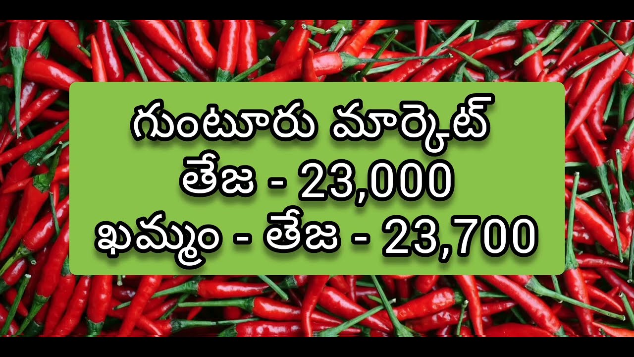 Guntur mirchi market rate today 13042023 YouTube